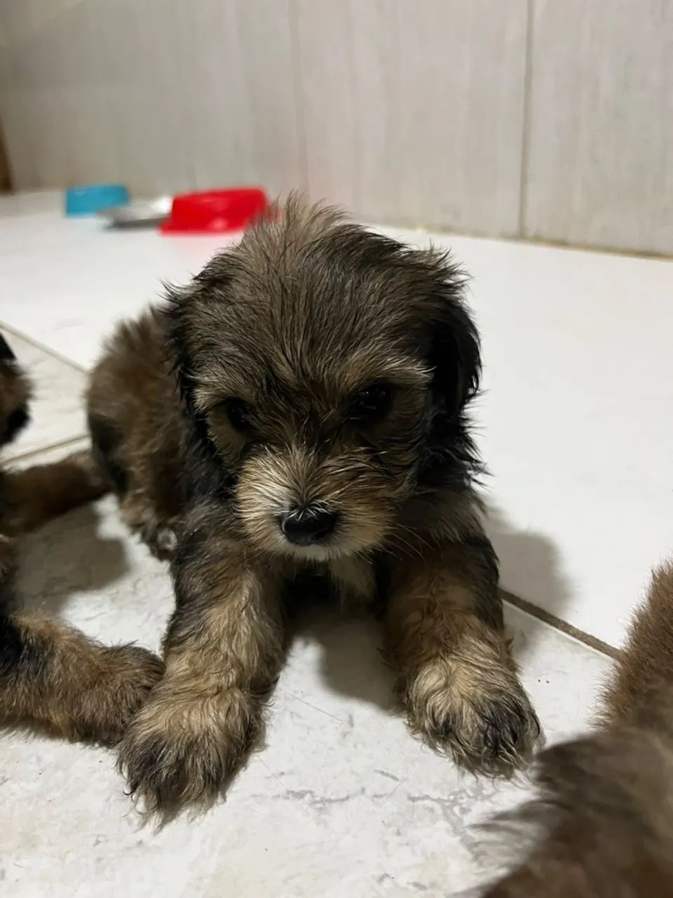 Yorkpoo - Foto 2