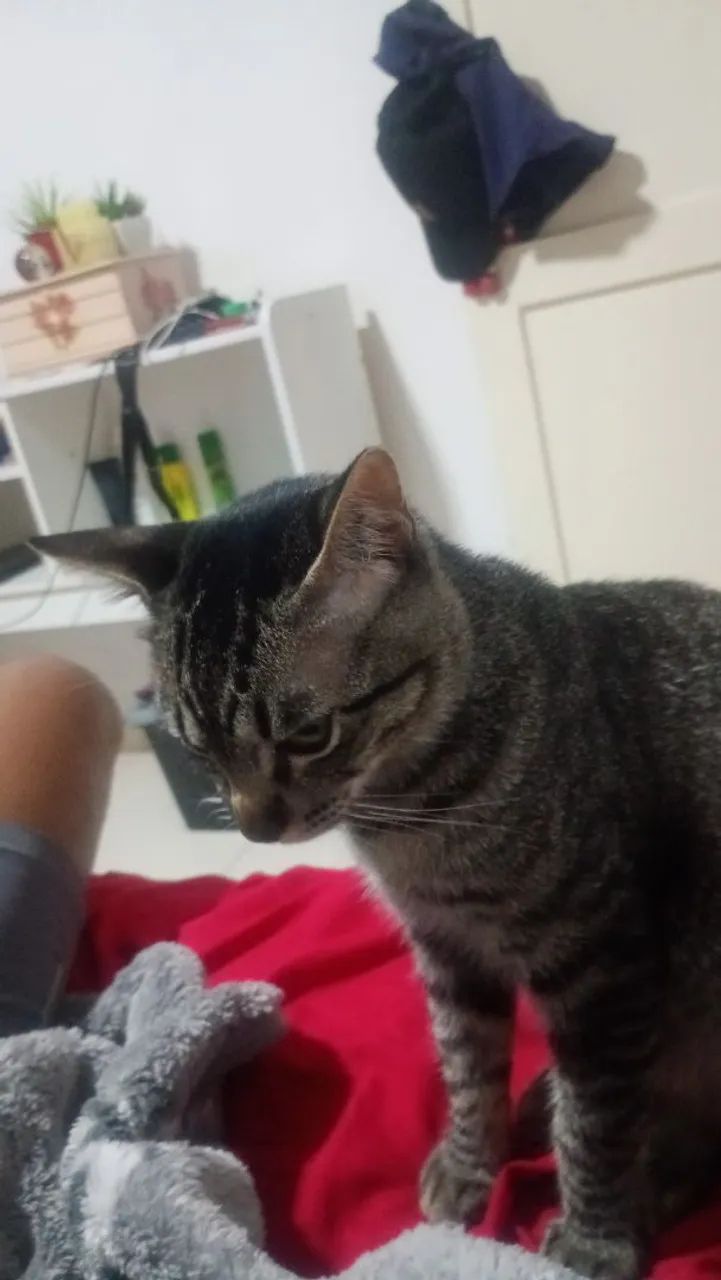 Doa-se gatinho lindo - Foto 6