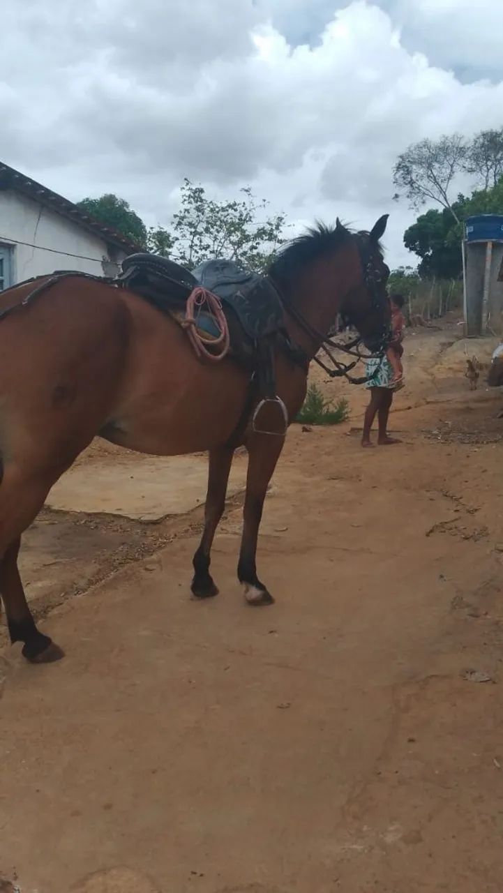 Vendo esse cavalo  - Foto 5