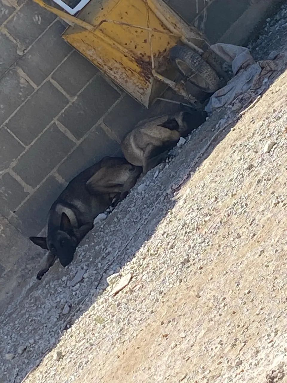 Cachorro belga  - Foto 3