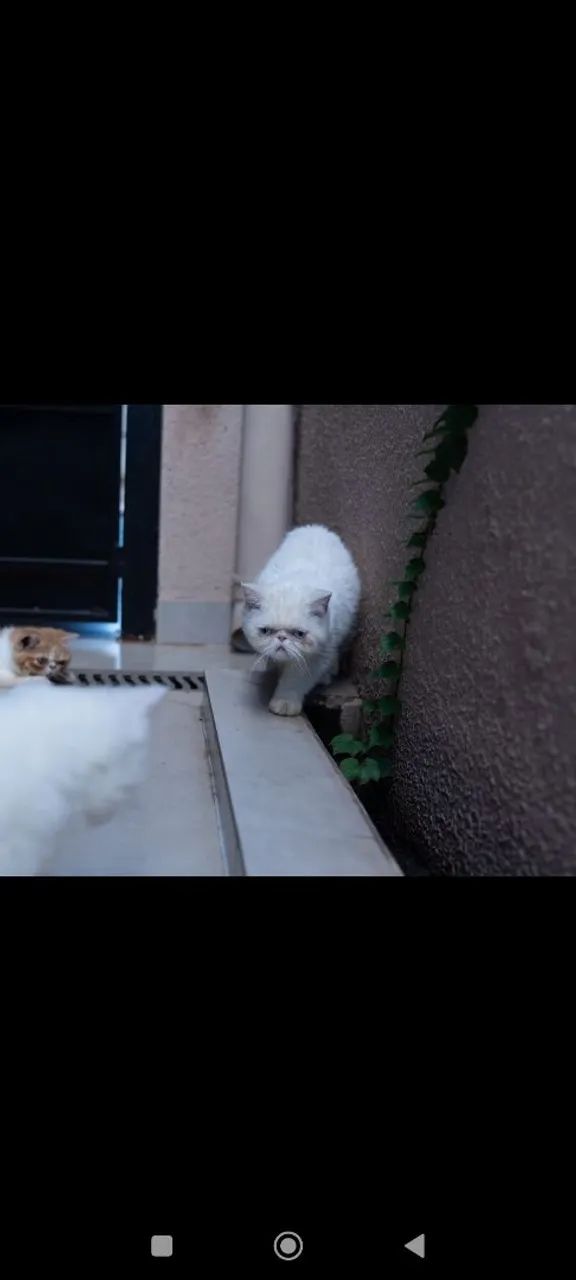 Gatos - Foto 4