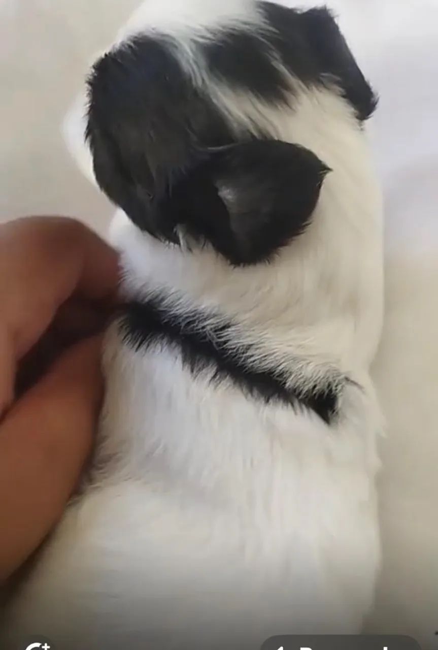 Shih tzu super docil e saudavel 