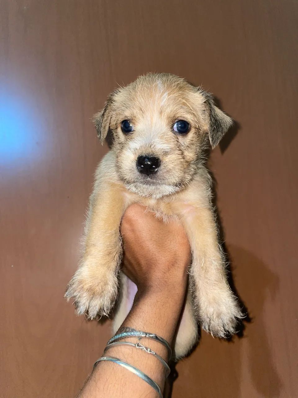 Cachorro  - Foto 5