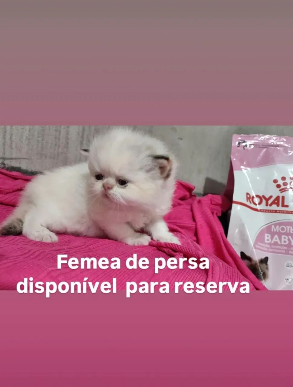Femea de persa disponível para reserva