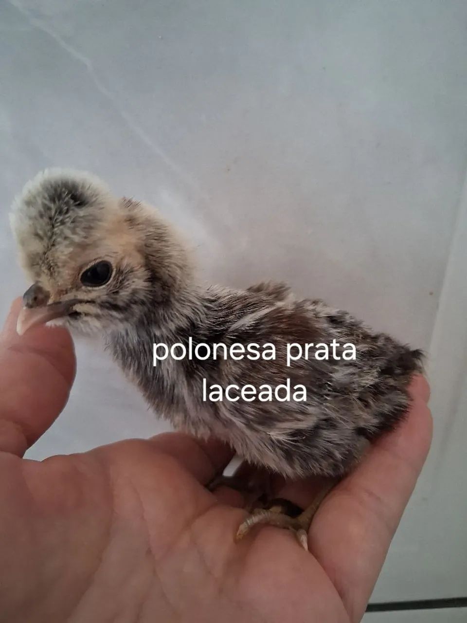 PINTINHOS DISPONÍVEL  - Foto 3