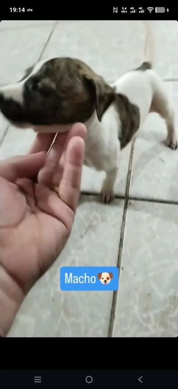 Filhotes machos de Pitbull - Foto 2