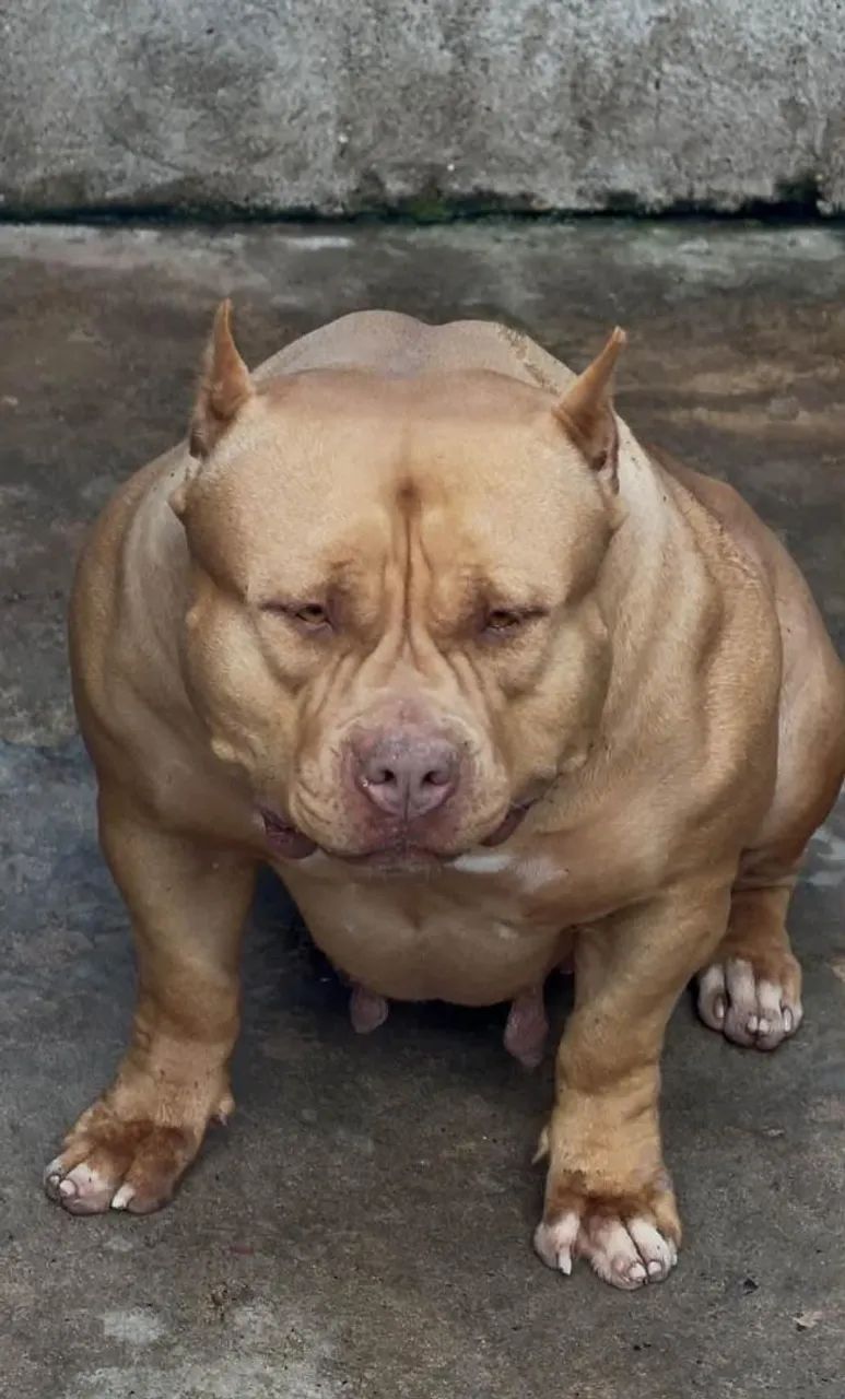 American Bully com Pit Monster  filhotes  - Foto 2