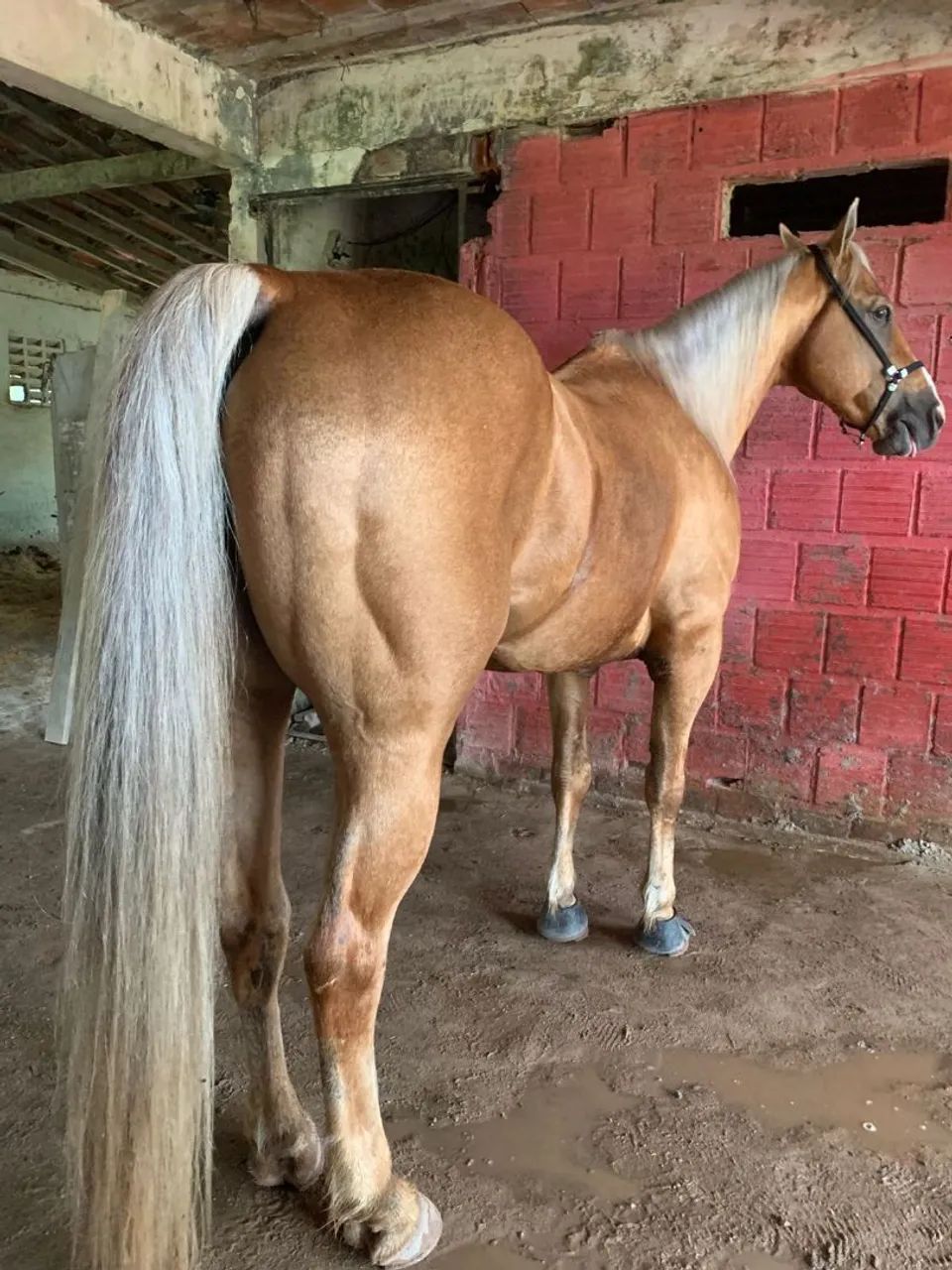 CAVALO DE DIREITA 