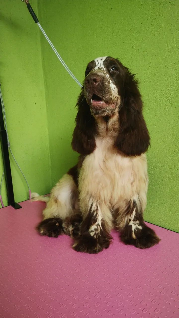 Cocker inglês  - Foto 3
