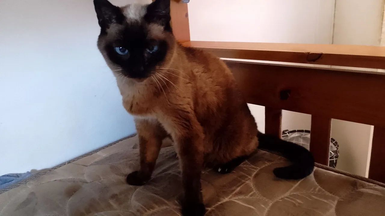 Gato para adoção - Foto 2