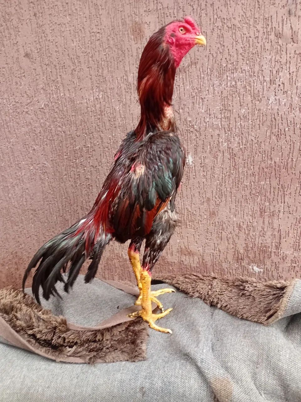 Galo índio  - Foto 3