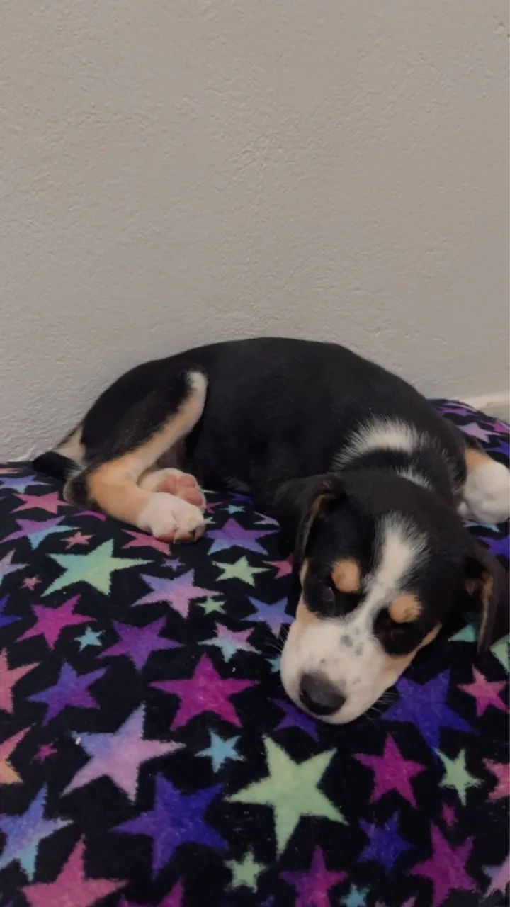 Cachorro - Fêmea Filhote - Foto 3