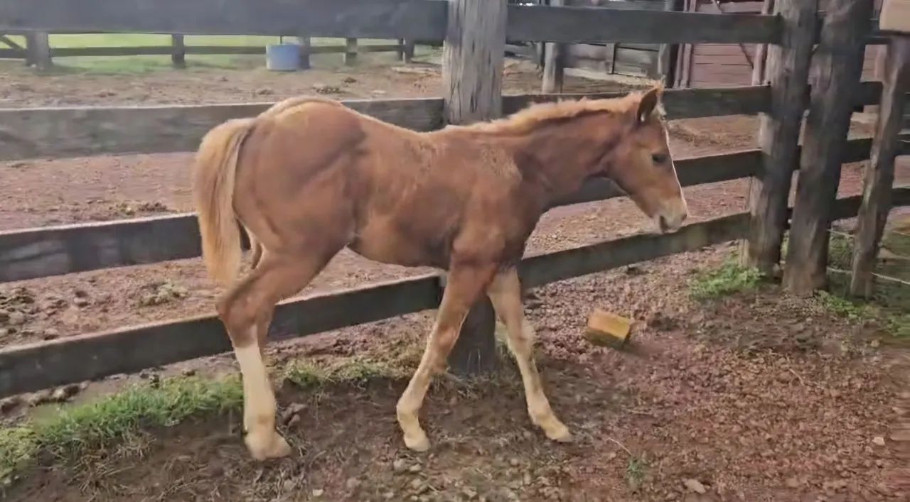 Potro Quarto de milha (Qm)