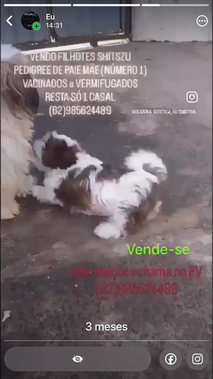 Vende-se shitszu  - Foto 3