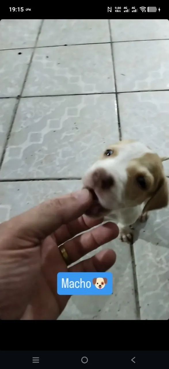 Filhotes machos de Pitbull - Foto 3