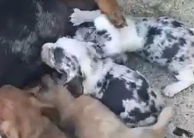 Basset teckel tranquilo 