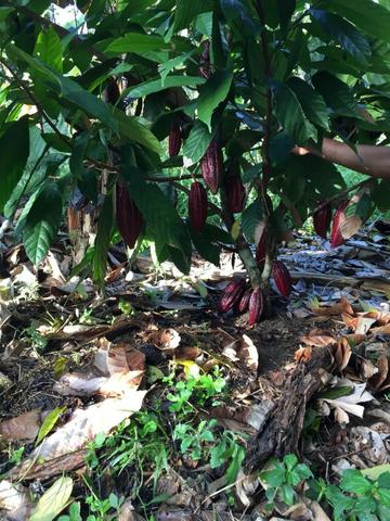 Fazenda - Sul da Bahia - Foto 11