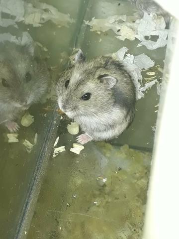 Hamster anão russo