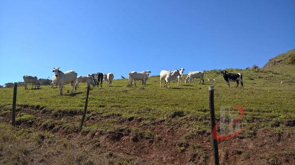 Rural fazenda com 4 quartos - Bairro Centro em Nova Tebas - Foto 19