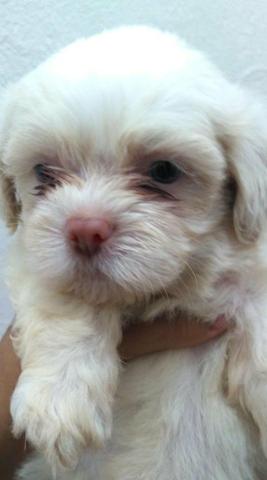 Filhotes de Lhasa Disponíveis - Foto 2