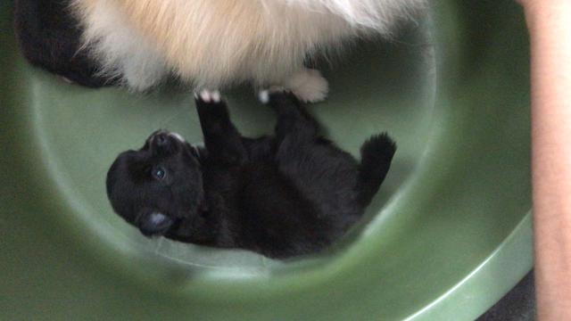 Filhotes de spitz alemão/ Lulu da pulmerania