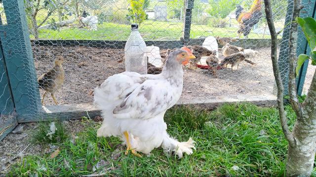 Galinhas de Raça - Foto 3
