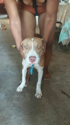 Pitbull americano
