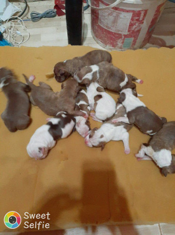 Cachorros-pitbull - Foto 6