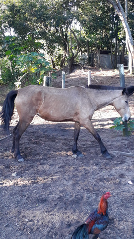 Vendo égua ou troco - Foto 2