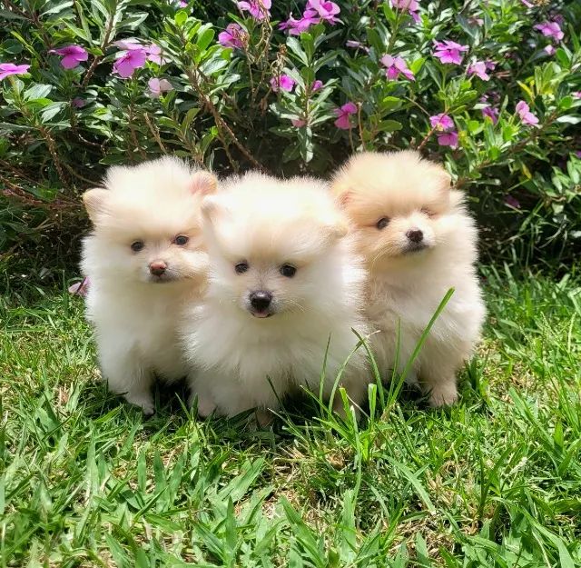 Spitz Alemão anão macho- Lulu da Pomerânia - 12x sem juros - - Foto 6