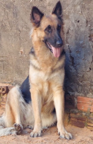 Cachorros no Rio Grande do Norte, RN Cachorros no Rio Grande do Norte, RN