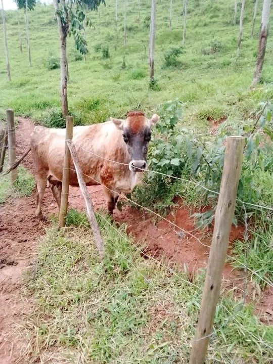 Vaca Jersey - Foto 3