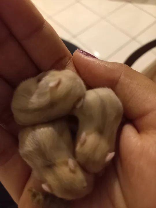 Hamster anão russo  - Foto 6