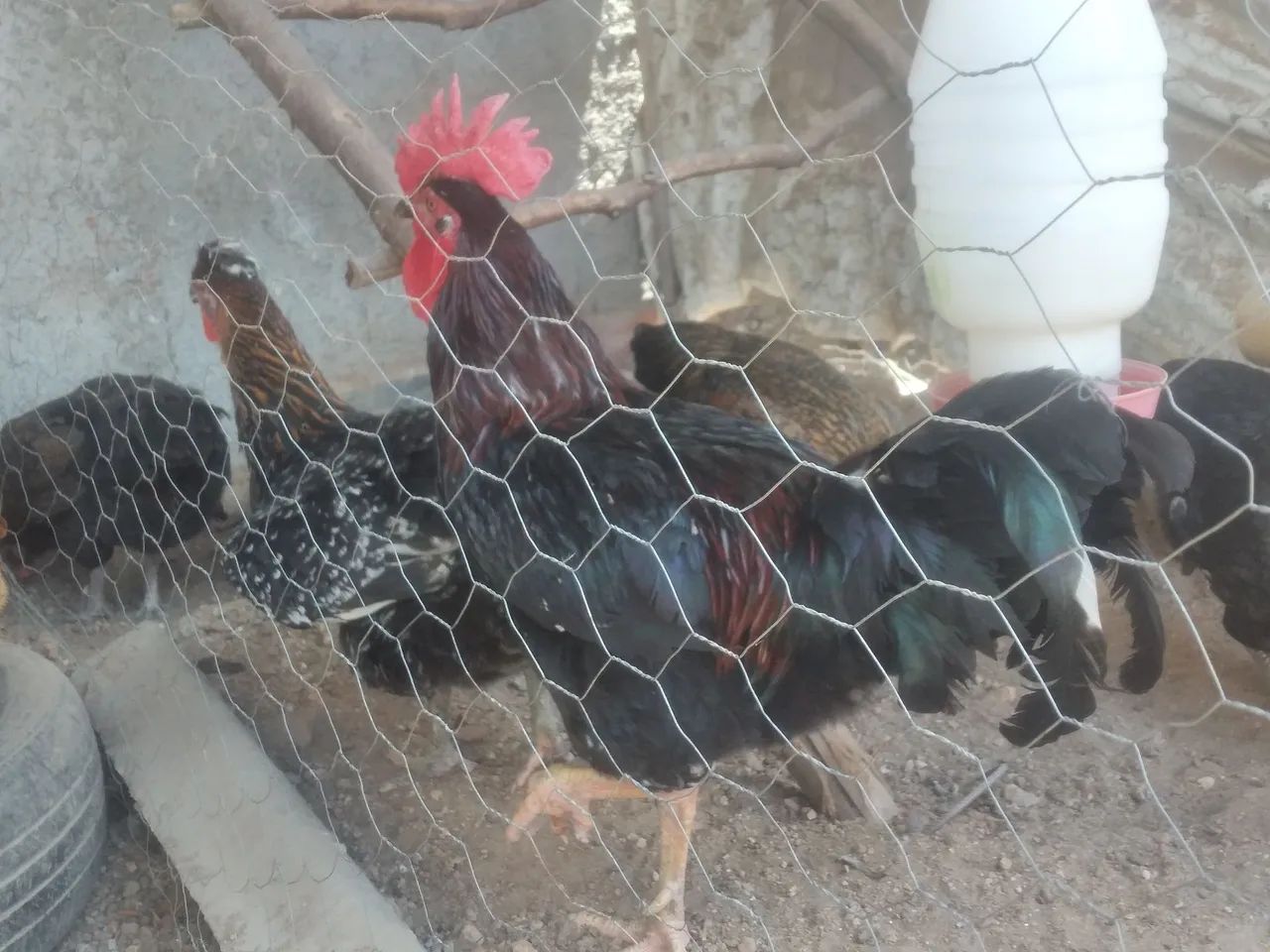 GSB, Galinha sertaneja balao . - Foto 6