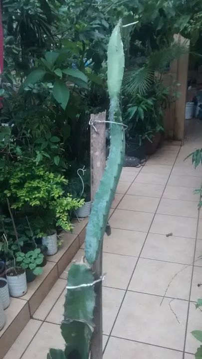 Vendo Mudas de Pitaya Vermelho Forte - Guarulhos - Foto 3