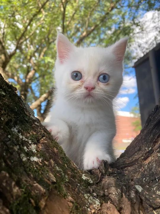 Gatinho persa disponível 