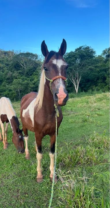 Cavalo Mangalarga com árabe  - Foto 4
