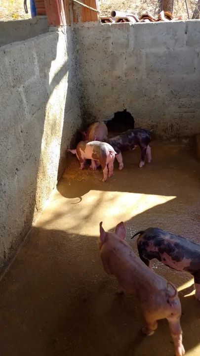 Leitão para venda - Foto 2