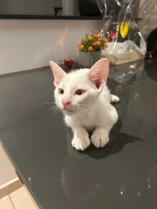 Gatinho Branco e Lindo para Adoção - Foto 2