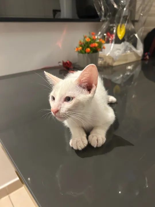 Gatinho Branco e Lindo para Adoção - Foto 3