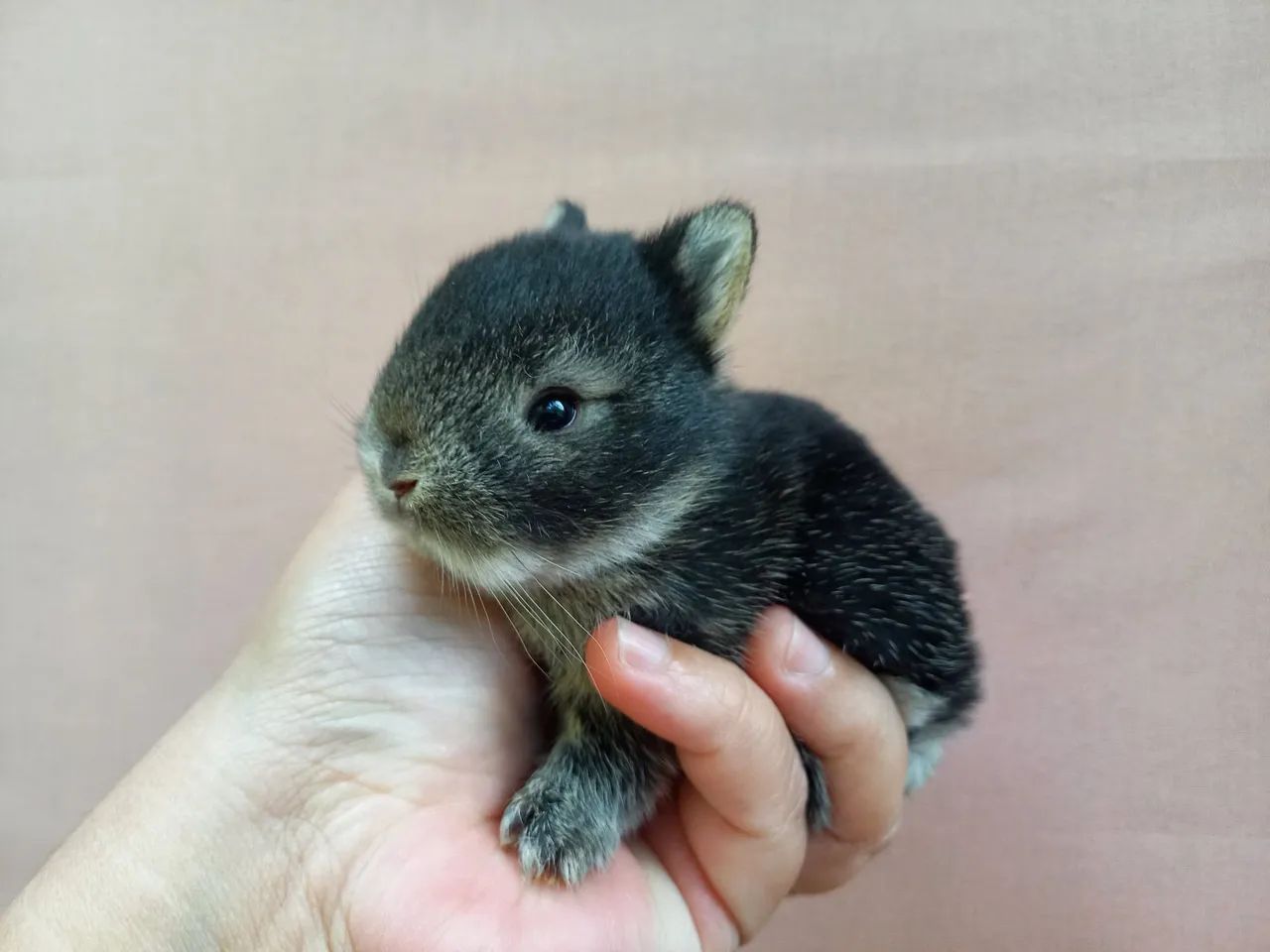Coelho Anão Netherland Dwarf  - Foto 2