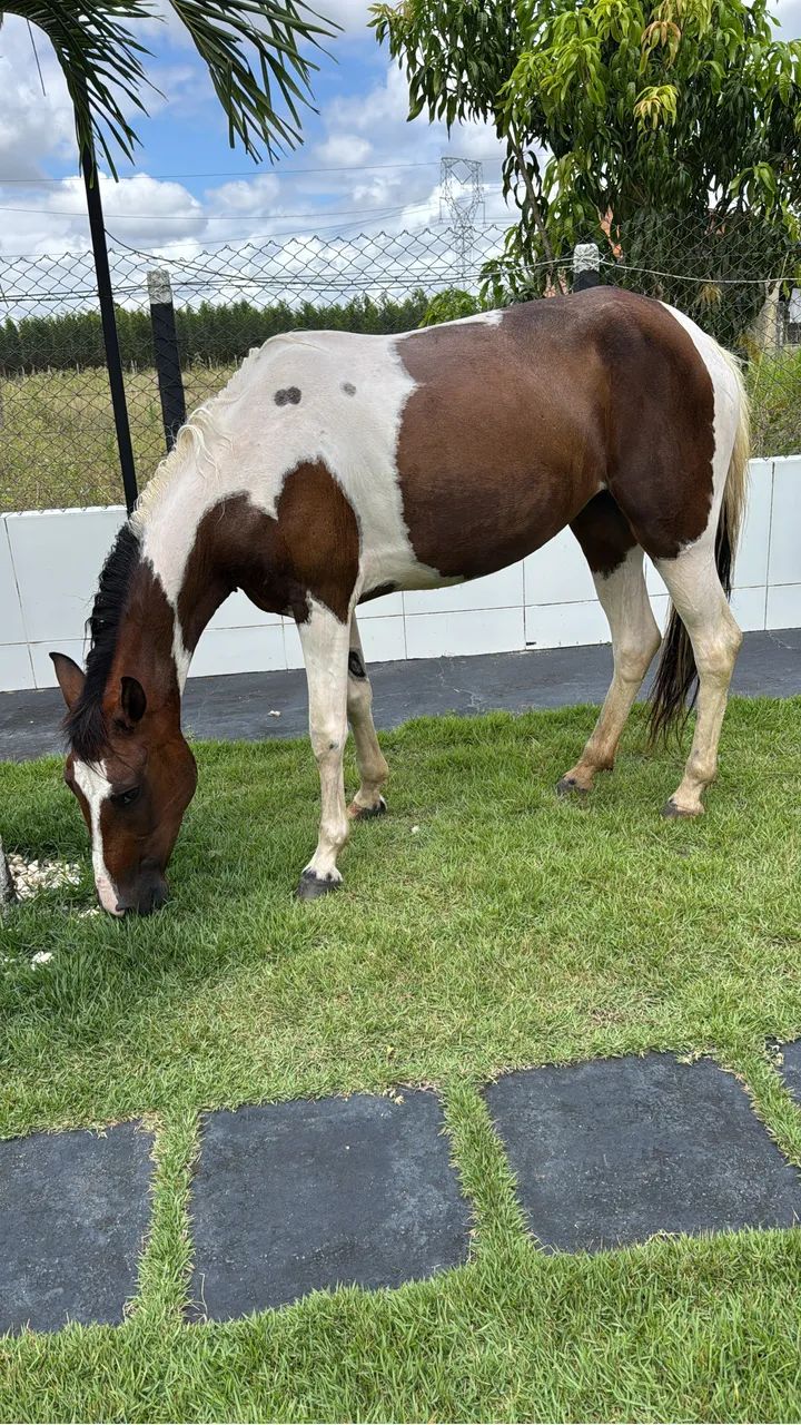 Cavalos  - Foto 4