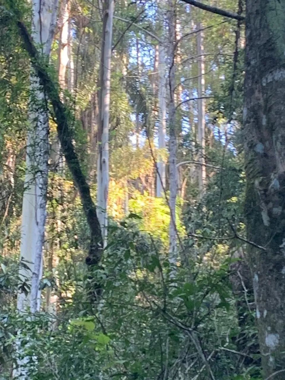 REFLORESTAMENTO - Foto 3