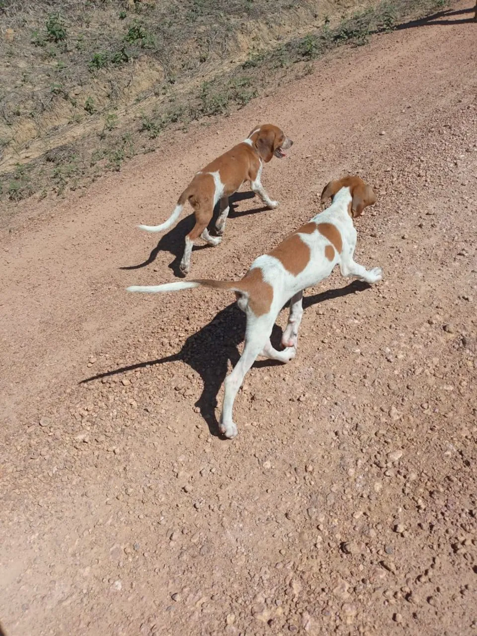 Filhotes de cães de raça