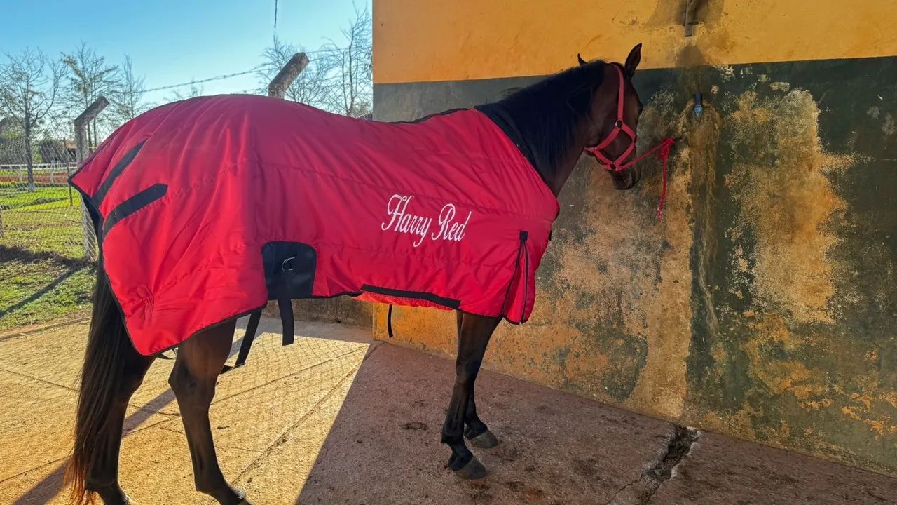 CAVALO TREINADO TRÊS TAMBORES - Harry Red