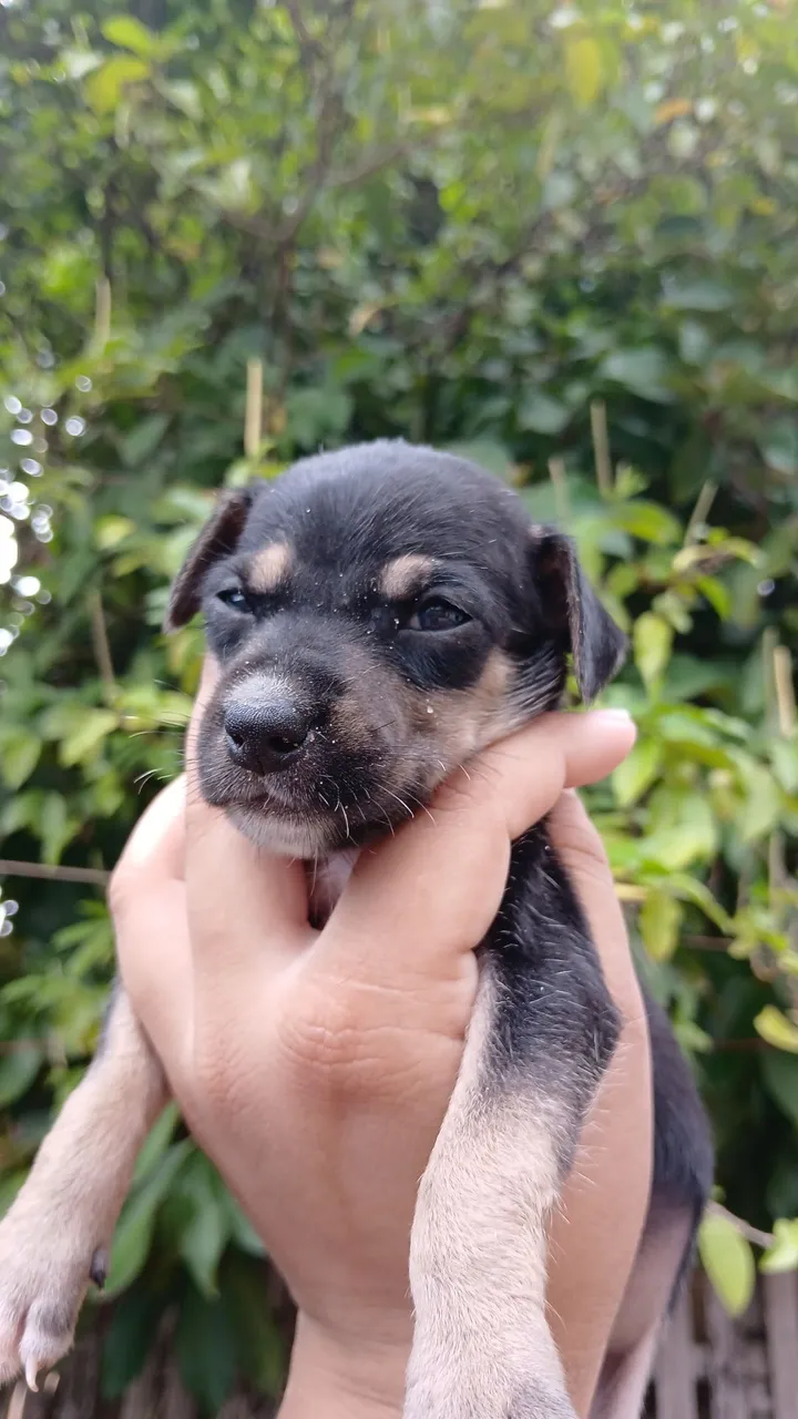 Filhote de cachorro
