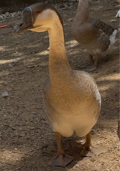 Ganso Africano LEGÍTIMO  - Foto 3