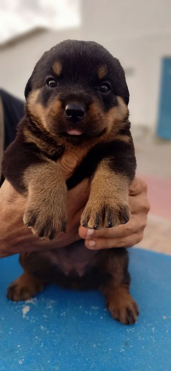 Filhote Rottweilers Lindos - Foto 3