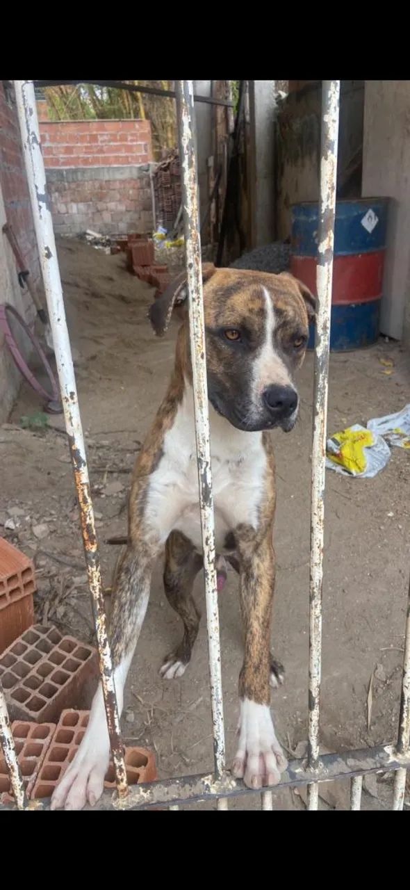 Doação filhote de pitbull - Foto 3