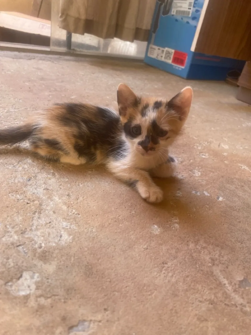 Gatinho adoção 